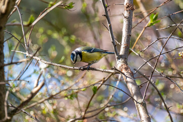 Close up of an Eurasian blue tit (Cyanistes caeruleus) bird sitting on a branch in early spring