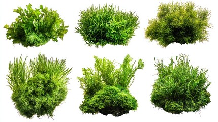 Moss and Coral Reefs Underwater Scene Collection