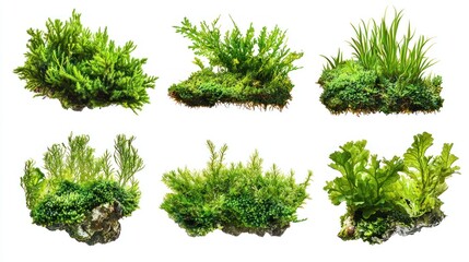 Fototapeta premium Moss and Coral Reefs Underwater Scene Collection