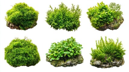 Obraz premium Moss and Coral Reefs Underwater Scene Collection