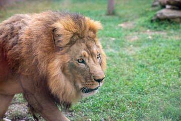 African Lion