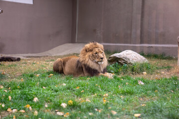 African Lion