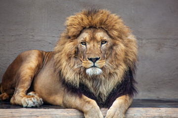 African Lion