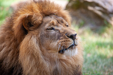 African Lion