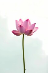 Fototapeta premium Malaysian Vesak Day postcard with lotus flowers on white background with copy space. Calm and beautiful composition 