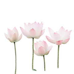 Fototapeta premium Tranquil scene of three pink lotus flowers floating elegantly together in still water creating a serene ambiance , white isolate background