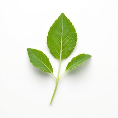 Fototapeta premium Three Green Leaves on White Background