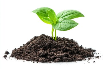 young plant growing in soil