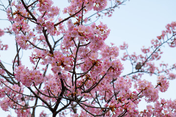 日本、京都、淀水路、河津桜、桜、春、青空、花、淀、滿開
