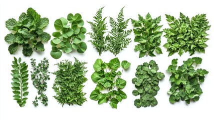 Obraz premium Vibrant Tropical Plants Bush Collection