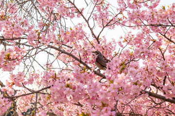 日本、京都、淀水路、河津桜、桜、春、青空、花、淀、滿開