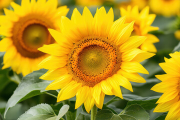 Obraz premium Vibrant sunflowers blooming in a lush green garden during summer