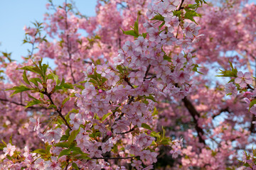 日本、京都、淀水路、河津桜、桜、春、青空、花、淀、滿開