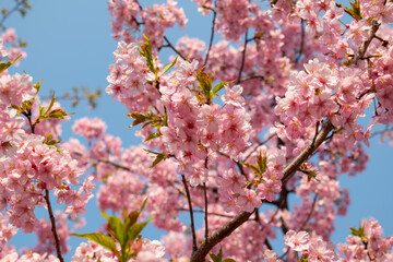 日本、京都、淀水路、河津桜、桜、春、青空、花、淀、滿開