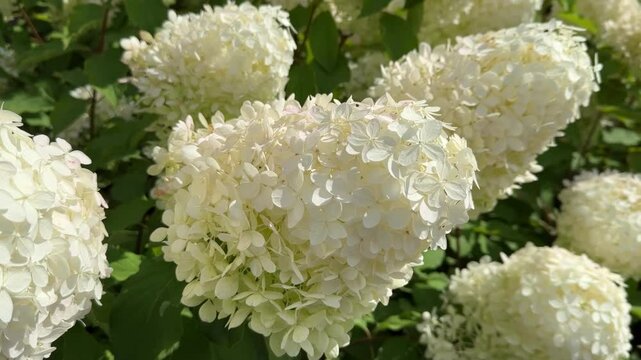 Close-up of blooming white hydrangea flowers in a garden during sunny summer day