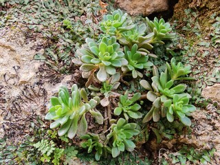 Sedum Caeruleum or Broadleaf Stonecrop plant
