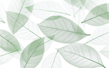 Obraz premium Delicate Green Leaf Veins on White Background, Botanical Texture, Transparent Leaves