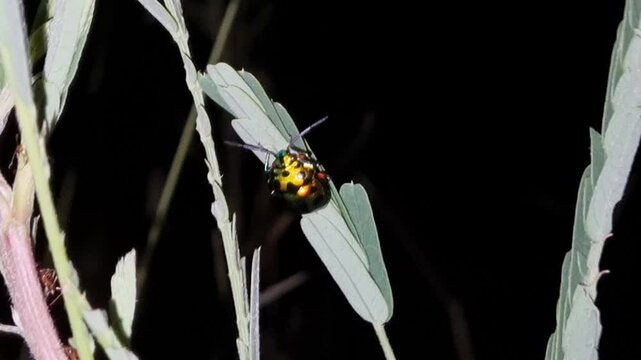 Beautiful brilliantly colored of bugs on plants at night. Jewel bug Chrysocoris stollii
