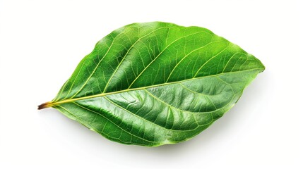 Obraz premium A fresh bay leaf, isolated on a transparent white background, with smooth, glossy green surface and central vein 