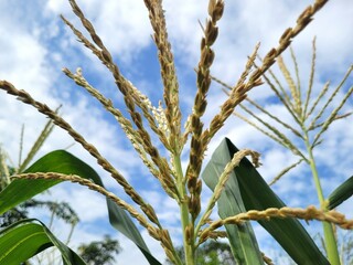 A portrait of the corn tassel, a part of the corn plant that functions as a pollen producer.