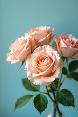 Obraz premium A delicate bouquet of peach roses, elegantly arranged against a serene pastel background.