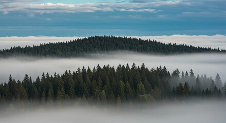 Fototapeta premium Foggy Forest : Trees emerge from sea of mist in tranquil landscape