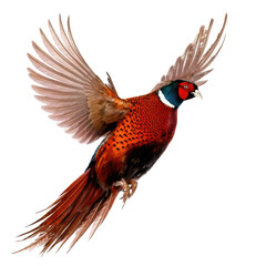 Obraz premium Vibrant Pheasant Flight on transparent background