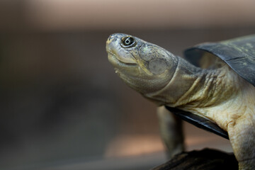 Close-up of the West African mud turtle (scientific name: Pelusios Castaneus)
