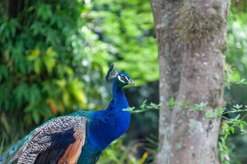 Obraz premium Male peacock (Pavo cristatus) with vibrant blue plumage amidst lush woods. Detail of crest and body visible. Ideal for projects on fauna and nature.