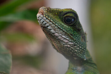 Chinese water dragon (Physignathus cocincinus) is a species of agamid lizard native to China and Indochina.