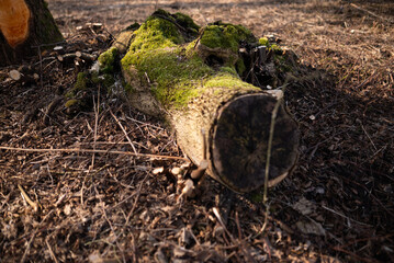 Fototapeta premium mossy log partially submerged in a crystal-clear stream, surrounded by lush, tropical vegetation.
