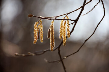 Hazel catkins on a tree branch. Forest in early spring, allergenic plants