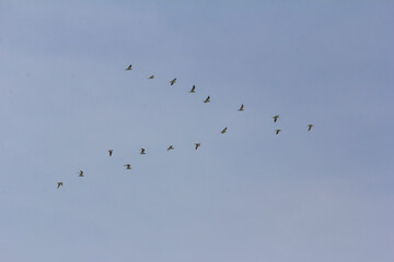 A flock of seagulls flying in formation under a clear blue sky.