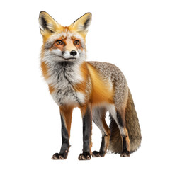Fototapeta premium Realistic Red Fox Isolated on Transparent Background