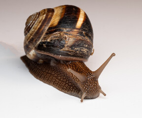 snail, shell, spiral, brown, macro, close-up, slow, mollusk, nature, texture, detail, gastropod, antennae, wet, slimy, natural, smooth surface, pattern, wildlife, soft body, small, crawling, biology, 