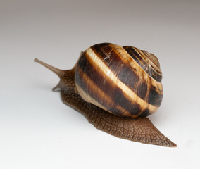 snail, shell, spiral, brown, macro, close-up, slow, mollusk, nature, texture, detail, gastropod, antennae, wet, slimy, natural, smooth surface, pattern, wildlife, soft body, small, crawling, biology, 