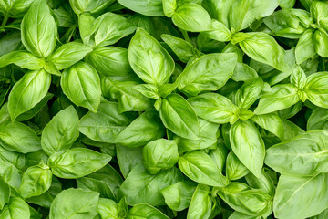 Fresh green basil leaves forming a lush, vibrant background, showcasing their bright color and delicate texture
