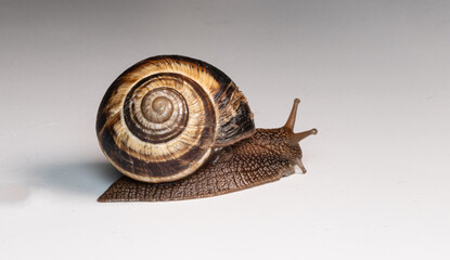 snail, shell, spiral, brown, macro, close-up, slow, mollusk, nature, texture, detail, gastropod, antennae, wet, slimy, natural, smooth surface, pattern, wildlife, soft body, small, crawling, biology, 