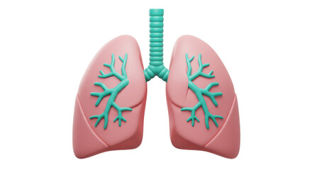 Isolated Pair of Human Lungs in Pink and Green