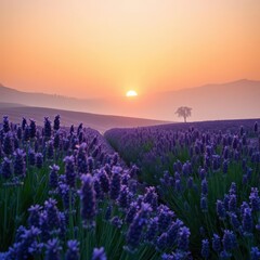 Naklejka premium Lavender field sunrise, misty hills, soft light, stock, rural