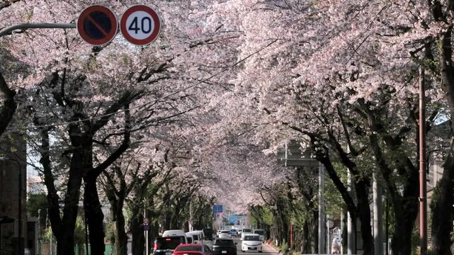 Spring in Tokyo : Sakura Cherry Blossom Hanami Viewing While Driving Through a Long Natural Tunnel Formed by Rows of Cherry Trees in Full Bloom  |  Mitaka, Tokyo, Japan
