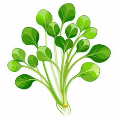  watercress vector illustration, perfect for digital designs and culinary projects.