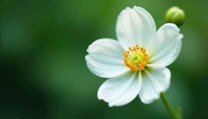Fototapeta premium A close-up shot of a delicate white flower with soft petals and a vibrant center, white, delicate