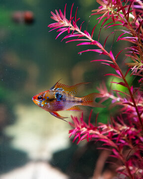 Mikrogeophagus Ramirezi &ndash; Schmetterlingsbuntbarsch