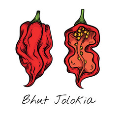 Hand-drawn colorful vector illustration of Bhut Jolokia peppers, showcasing their unique shape and texture. Ideal for food packaging, restaurant menus, and spicy ingredient branding.