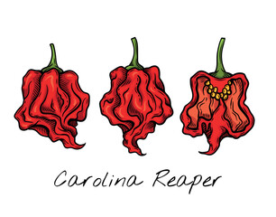 Colorful vector illustration of Carolina Reaper peppers, showcasing their vibrant red color and distinctive wrinkled texture. Ideal for food packaging, restaurant menus, and spicy product branding.