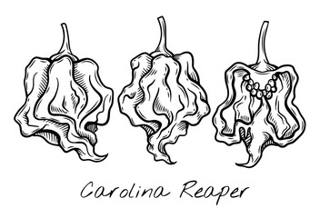 Hand-drawn black and white vector illustration of Carolina Reaper peppers, showcasing their unique wrinkled texture and shape. Perfect for food packaging, restaurant menus, and spicy product branding.
