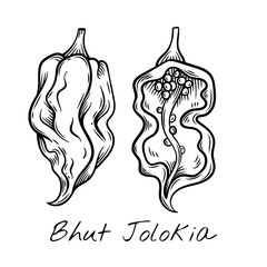 Hand-drawn black and white vector illustration of Bhut Jolokia peppers, showcasing their unique shape and texture. Ideal for food packaging, restaurant menus, and spicy ingredient branding.