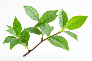 Fototapeta premium There is a plant that is green and has leaves on it