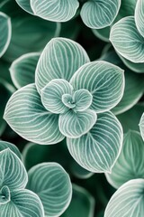 Emerald Elegance Close-Up of Vibrant Hosta Leaves, Top View Perspective with Copy Space.